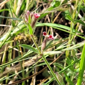 Silene gallica var. quinquevulnera at Bibbenluke Common - 9 Dec 2023 09:48 AM