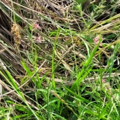 Silene gallica var. quinquevulnera at Bibbenluke Common - 9 Dec 2023 09:48 AM