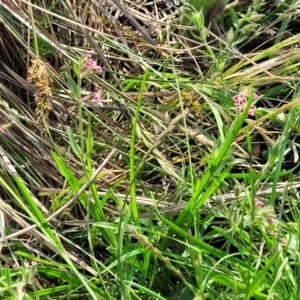 Silene gallica var. quinquevulnera at Bibbenluke Common - 9 Dec 2023 09:48 AM