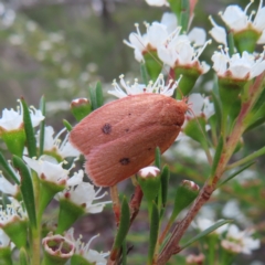 Garrha pudica (Modest Dullmoth) at Bombay, NSW - 9 Dec 2023 by MatthewFrawley