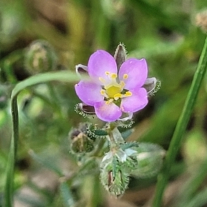 Spergularia rubra at Bibbenluke Common - 9 Dec 2023 09:47 AM