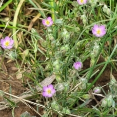 Spergularia rubra at Bibbenluke Common - 9 Dec 2023 09:47 AM