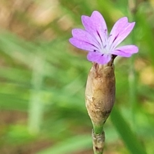 Petrorhagia nanteuilii at Bibbenluke Common - 9 Dec 2023