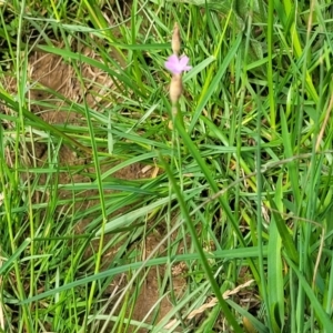 Petrorhagia nanteuilii at Bibbenluke Common - 9 Dec 2023