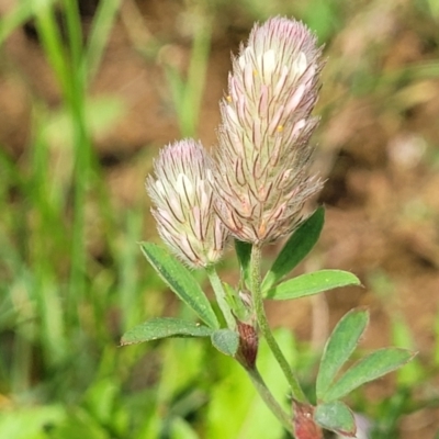 Trifolium arvense (Haresfoot Clover) at Bibbenluke Common - 8 Dec 2023 by trevorpreston