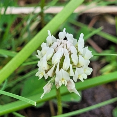 Trifolium repens (White Clover) at Bibbenluke Common - 8 Dec 2023 by trevorpreston