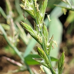 Lolium sp. at Bibbenluke Common - 9 Dec 2023