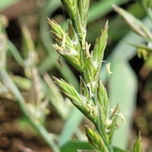 Lolium sp. at Bibbenluke Common - 9 Dec 2023