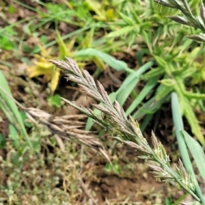 Lolium sp. at Bibbenluke Common - 9 Dec 2023