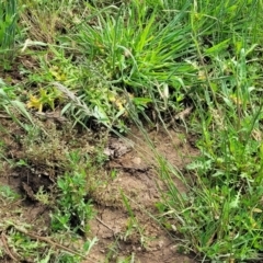 Lolium sp. at Bibbenluke Common - 9 Dec 2023