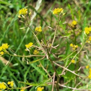 Barbarea verna at Bibbenluke Common - 9 Dec 2023 09:42 AM