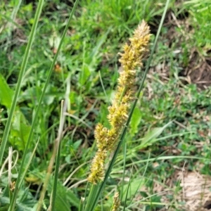 Carex appressa at Bibbenluke Common - 9 Dec 2023 09:41 AM