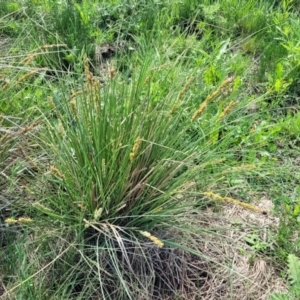 Carex appressa at Bibbenluke Common - 9 Dec 2023 09:41 AM