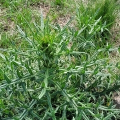 Cirsium vulgare (Spear Thistle) at Bibbenluke Common - 9 Dec 2023 by trevorpreston