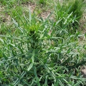 Cirsium vulgare at Bibbenluke Common - 9 Dec 2023 09:41 AM