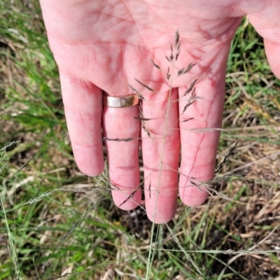 Eragrostis curvula (African Lovegrass) at Bibbenluke Common - 8 Dec 2023 by trevorpreston