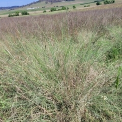 Eragrostis curvula at Bibbenluke Common - 9 Dec 2023