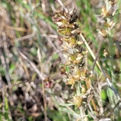 Gamochaeta purpurea (Purple Cudweed) at Bibbenluke Common - 8 Dec 2023 by trevorpreston