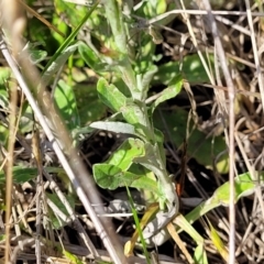 Gamochaeta purpurea at Bibbenluke Common - 9 Dec 2023