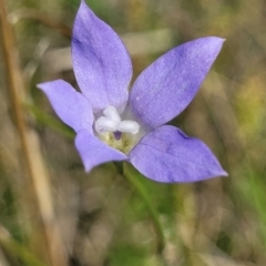 Wahlenbergia capillaris (Tufted Bluebell) at Bibbenluke Common - 8 Dec 2023 by trevorpreston