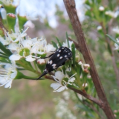 Hoshihananomia leucosticta (Pintail or Tumbling flower beetle) at QPRC LGA - 9 Dec 2023 by MatthewFrawley