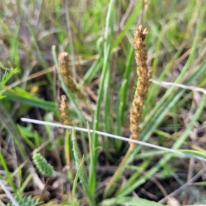 Plantago gaudichaudii at Bibbenluke Common - 9 Dec 2023 09:29 AM