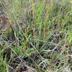 Plantago gaudichaudii at Bibbenluke Common - 9 Dec 2023