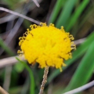 Leptorhynchos squamatus subsp. squamatus at Bibbenluke Common - 9 Dec 2023 09:26 AM