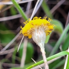 Leptorhynchos squamatus subsp. squamatus at Bibbenluke Common - 9 Dec 2023 09:26 AM