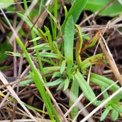 Leptorhynchos squamatus subsp. squamatus at Bibbenluke Common - 9 Dec 2023 09:26 AM