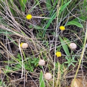 Leptorhynchos squamatus subsp. squamatus at Bibbenluke Common - 9 Dec 2023 09:26 AM