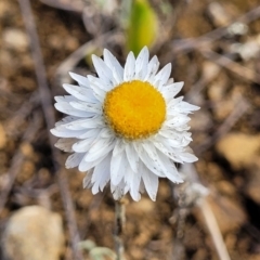 Leucochrysum albicans subsp. tricolor (Hoary Sunray) at Bibbenluke Common - 9 Dec 2023 by trevorpreston