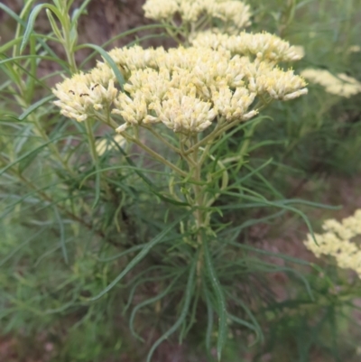 Cassinia longifolia (Shiny Cassinia, Cauliflower Bush) at QPRC LGA - 9 Dec 2023 by MatthewFrawley