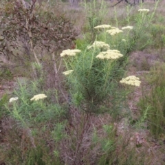 Cassinia longifolia at QPRC LGA - 9 Dec 2023 04:32 PM