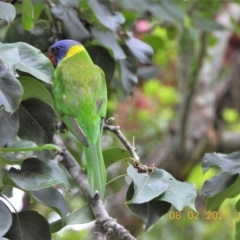 Trichoglossus moluccanus (Rainbow Lorikeet) at Wollondilly Local Government Area - 8 Feb 2023 by bufferzone