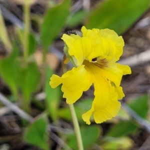 Goodenia paradoxa at Bibbenluke Common - 9 Dec 2023 09:25 AM