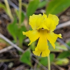 Goodenia paradoxa at Bibbenluke Common - 9 Dec 2023 09:25 AM