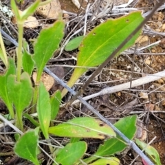 Goodenia paradoxa at Bibbenluke Common - 9 Dec 2023 09:25 AM