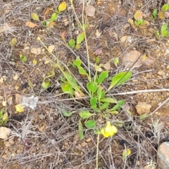 Goodenia paradoxa at Bibbenluke Common - 9 Dec 2023 09:25 AM