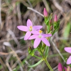 Centaurium erythraea (Common Centaury) at Bibbenluke Common - 8 Dec 2023 by trevorpreston