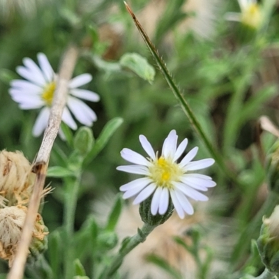 Vittadinia gracilis (New Holland Daisy) at Bibbenluke Common - 9 Dec 2023 by trevorpreston