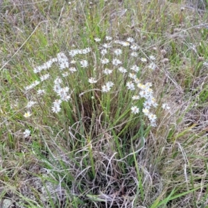 Rhodanthe anthemoides at Bibbenluke Common - 9 Dec 2023