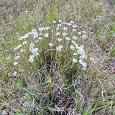 Rhodanthe anthemoides (Chamomile Sunray) at Bibbenluke Common - 8 Dec 2023 by trevorpreston