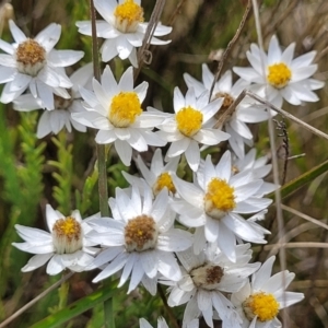 Rhodanthe anthemoides at Bibbenluke Common - 9 Dec 2023