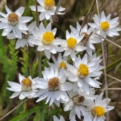 Rhodanthe anthemoides at Bibbenluke Common - 9 Dec 2023