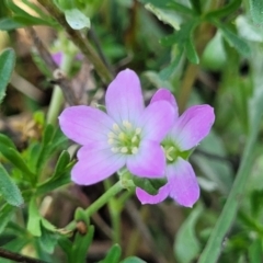 Geranium retrorsum at Bibbenluke Common - 9 Dec 2023