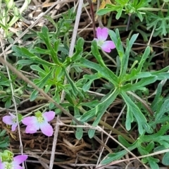 Geranium retrorsum at Bibbenluke Common - 9 Dec 2023