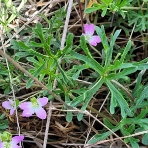 Geranium retrorsum at Bibbenluke Common - 9 Dec 2023