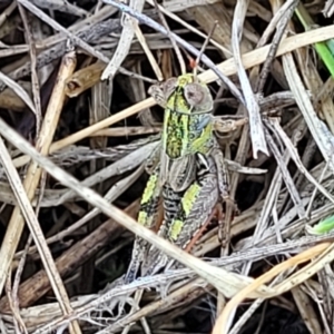 Brachyexarna lobipennis at Bibbenluke Common - 9 Dec 2023