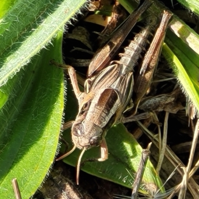 Brachyexarna lobipennis (Stripewinged meadow grasshopper) at Bibbenluke Common - 8 Dec 2023 by trevorpreston